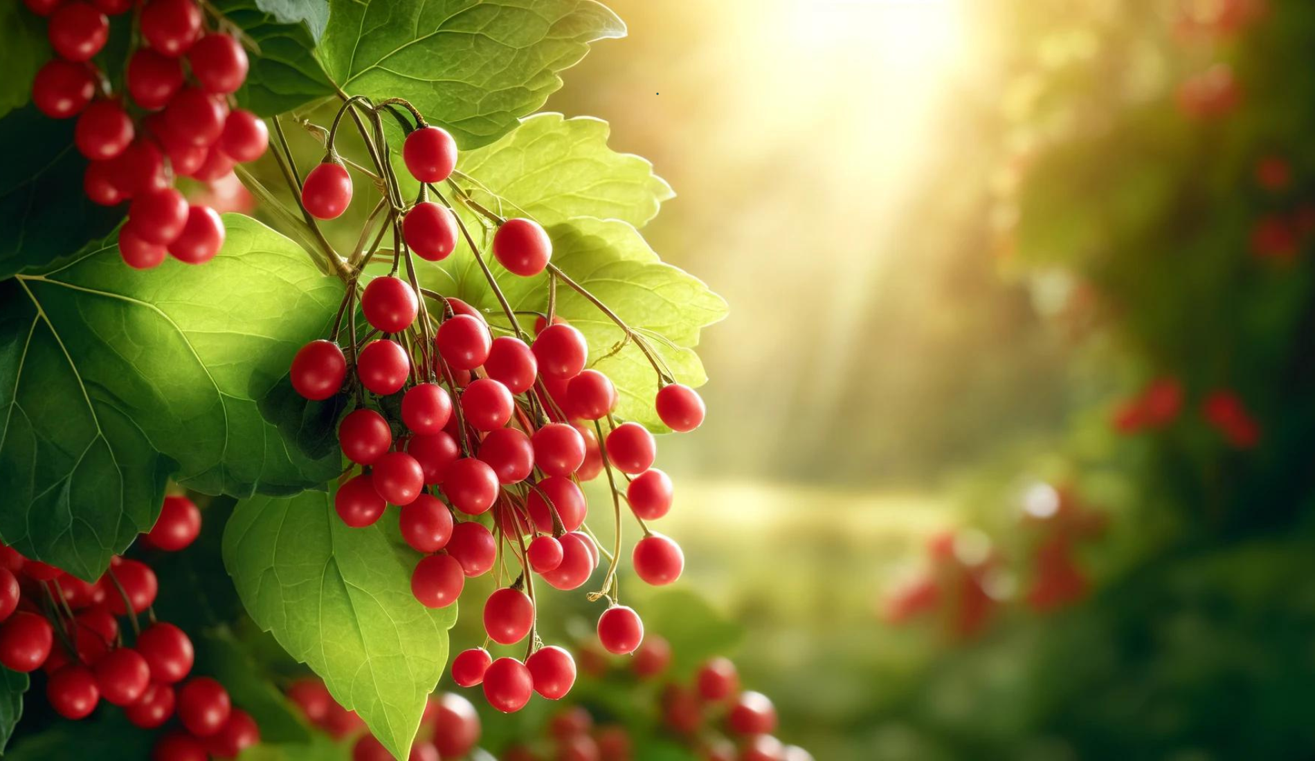 Schisandra: Ancient Berry, Modern Health Marvel